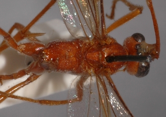 Ophion_rufus_HOLOTYPE
