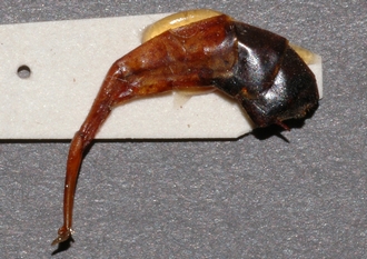 Ophion_rufus_HOLOTYPE