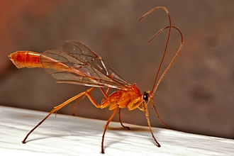 Enicospilus_braunsii_Ivan_Andersen_DSC07090