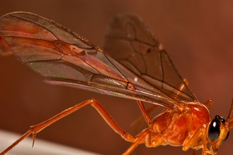 Enicospilus_braunsii_Ivan_Andersen_DSC07091