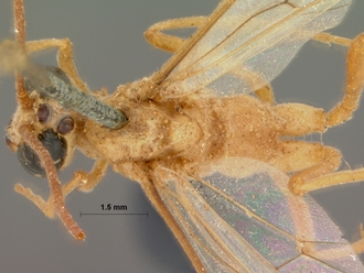 Enicospilus_damarensis_HOLOTYPE
