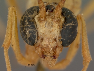 Enicospilus_damarensis_HOLOTYPE