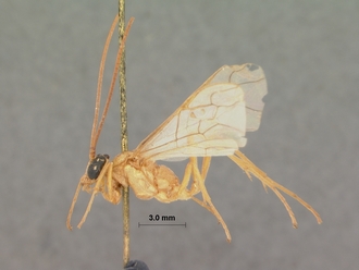 Enicospilus_damarensis_HOLOTYPE