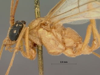 Enicospilus_damarensis_HOLOTYPE
