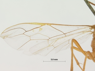Enicospilus_damarensis_HOLOTYPE