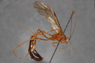 Enicospilus_equatus_PARATYPE
