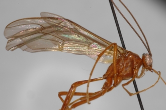 Enicospilus_equatus_PARATYPE