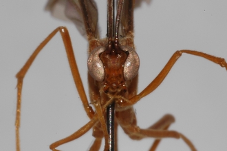 Enicospilus_equatus_PARATYPE