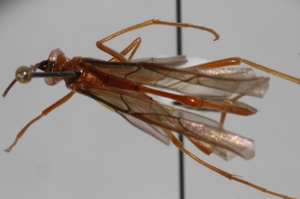 Enicospilus_equatus_PARATYPE