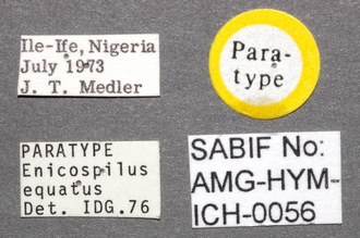Enicospilus_equatus_labels