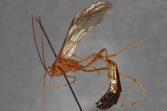 Enicospilus_equatus_PARATYPE