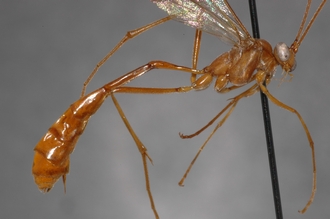 Enicospilus_finalis_PARATYPE