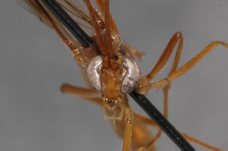 Enicospilus_finalis_PARATYPE