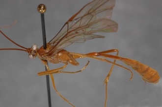 Enicospilus_finalis_PARATYPE