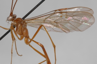 Enicospilus_finalis_PARATYPE