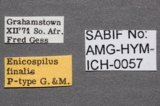 Enicospilus_finalis_labels