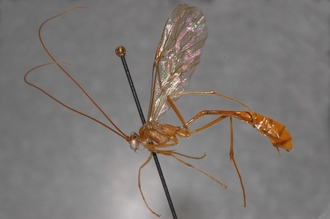 Enicospilus_finalis_PARATYPE