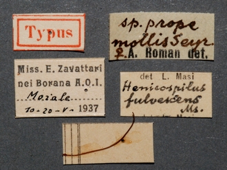 Enicospilus_fulvescens_HT_female_labels