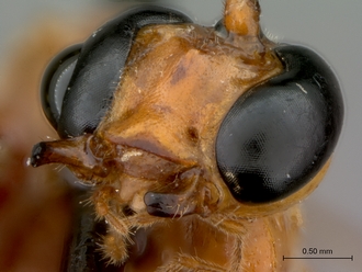 Enicospilus_fulvescens_HT_female_mandibles
