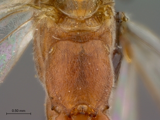 Enicospilus_fulvescens_HT_female_propodeum