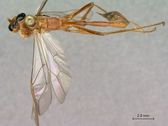 Enicospilus_fulvescens_habitus_dorsal