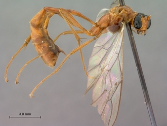 Enicospilus_fulvescens_habitus_lateral