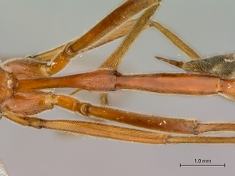 Enicospilus_fulvescens_petiole_dorsal