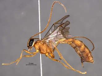 Enicospilus_gauldetmitchellorum_SAM-HYM-P015183_habitus_profile