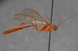 Enicospilus_hova_PARATYPE