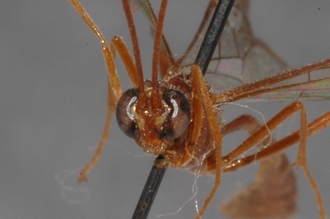 Enicospilus_hova_PARATYPE