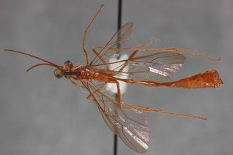 Enicospilus_hova_PARATYPE