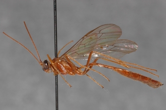 Enicospilus_hova_PARATYPE
