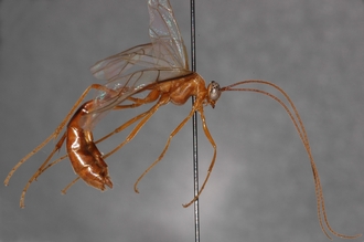 Enicospilus_hyaliosus_PARATYPE