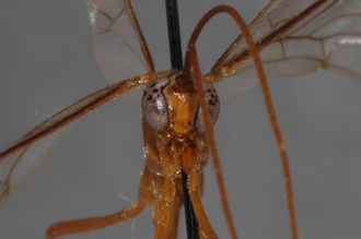 Enicospilus_hyaliosus_PARATYPE