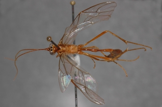 Enicospilus_hyaliosus_PARATYPE