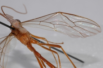 Enicospilus_hyaliosus_PARATYPE