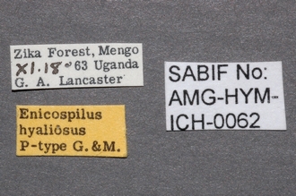 Enicospilus_hyaliosus_labels