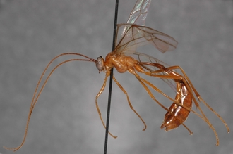 Enicospilus_hyaliosus_PARATYPE