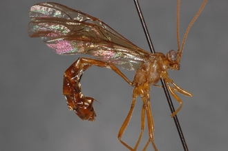 Enicospilus_marjorieae_PARATYPE