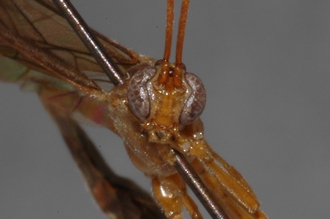 Enicospilus_marjorieae_PARATYPE