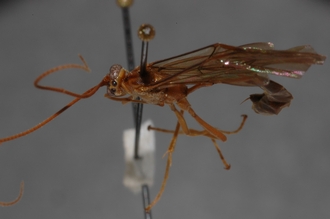 Enicospilus_marjorieae_PARATYPE