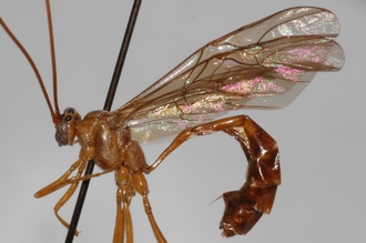 Enicospilus_marjorieae_PARATYPE