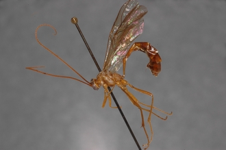 Enicospilus_marjorieae_PARATYPE