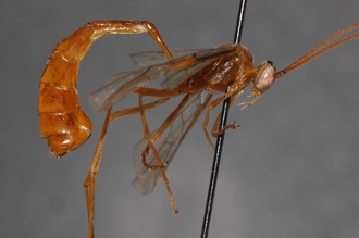 Enicospilus_oweni_PARATYPE