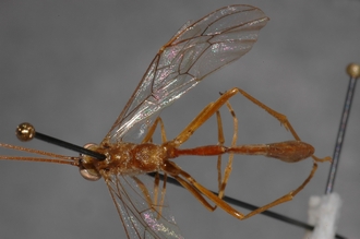 Enicospilus_oweni_PARATYPE