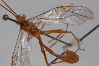 Enicospilus_oweni_PARATYPE