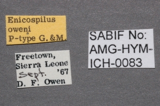 Enicospilus_oweni_labels