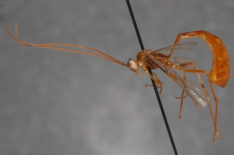 Enicospilus_oweni_PARATYPE