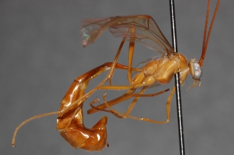 Enicospilus_prolixus_PARATYPE
