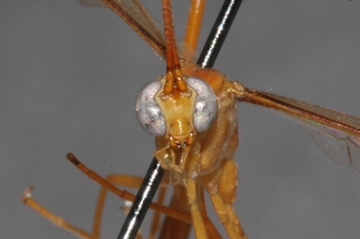 Enicospilus_prolixus_PARATYPE